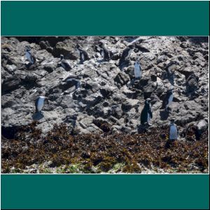 Chiloe, Ausflug zur Pinguinera Puñihuil, 16.12.21
