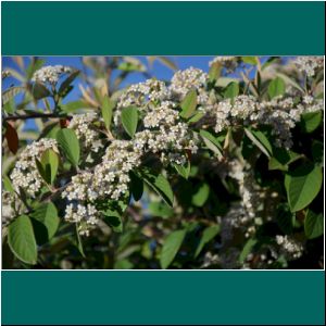 Puerto Varas, Cotoneaster, 20.12.21