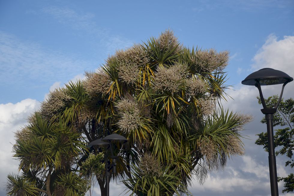 v001ap-0579-1-Puerto-Varas-Mole-1-12-m.jpg