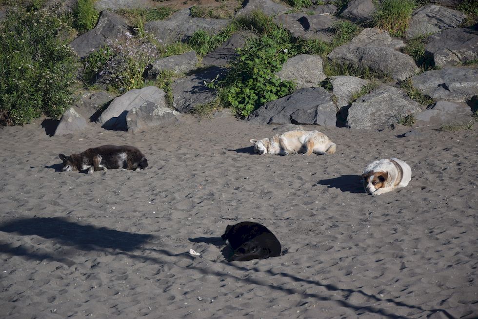 v003ap-0587-1-Puerto-Varas-Mole-Hunde-3-12-m.jpg