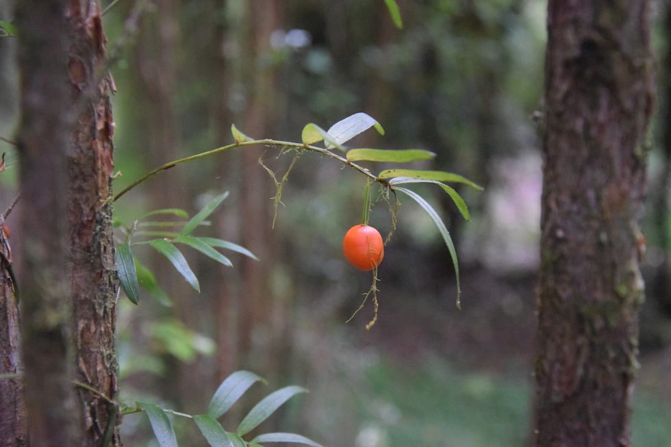 v018ap-0648-1-Alerce-Andino-Luzuriaga-polyphylla-7-12-m.jpg