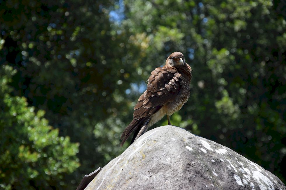 v031ap-0691-1-Puerto-Varas-Cerro-Philippi-8-12-m.jpg