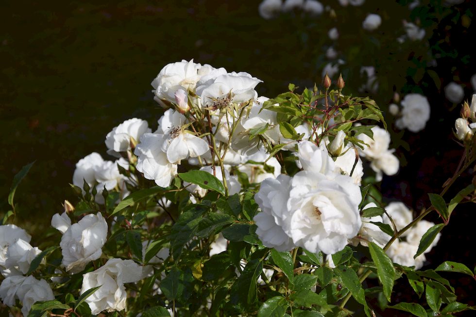 v075ap-0834-1-Puerto-Varas-Weisse-Rosen-13-12-m.jpg