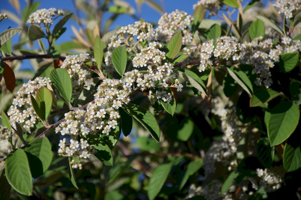 v106ap-1027-1-Puerto-Varas-Cotoneaster-20-12-m.jpg