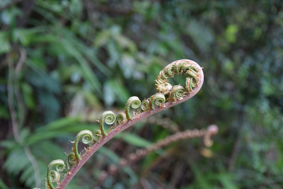 u075ap-0113-1-Puerto-Varas-Cerro-Philippi-11-11-m.jpg