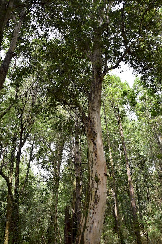 u126ap-0281-1-Lahuen-Nadi-Meli-15-11-m.jpg