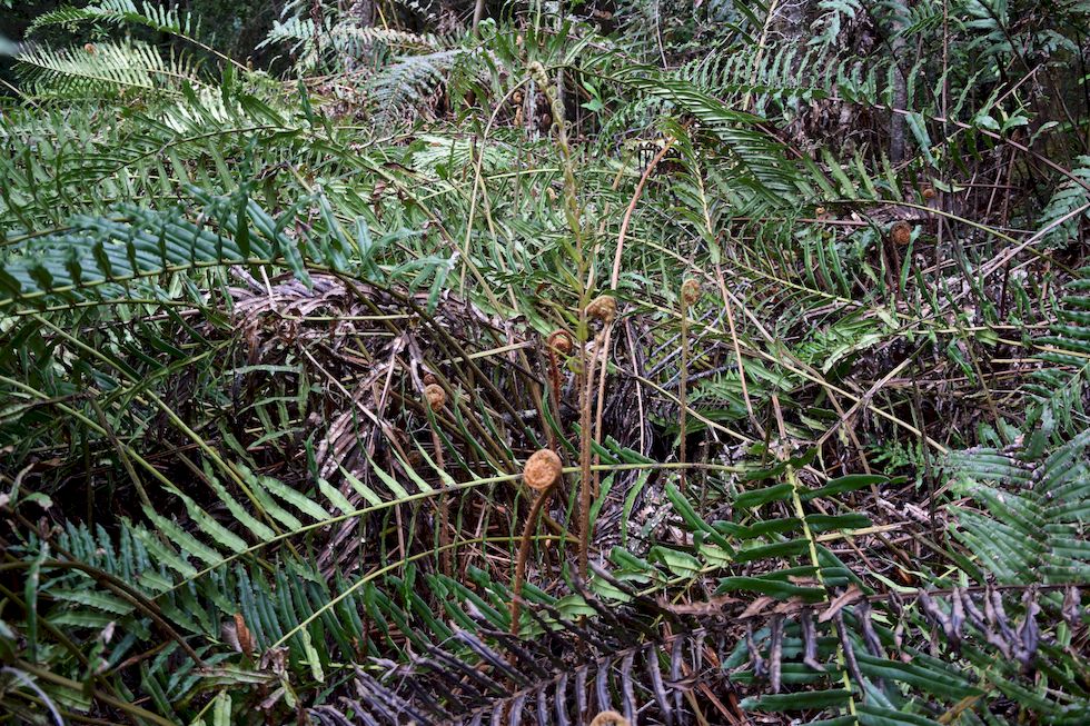 u127ap-0282-1-Lahuen-Nadi-Farn-15-11-m.jpg