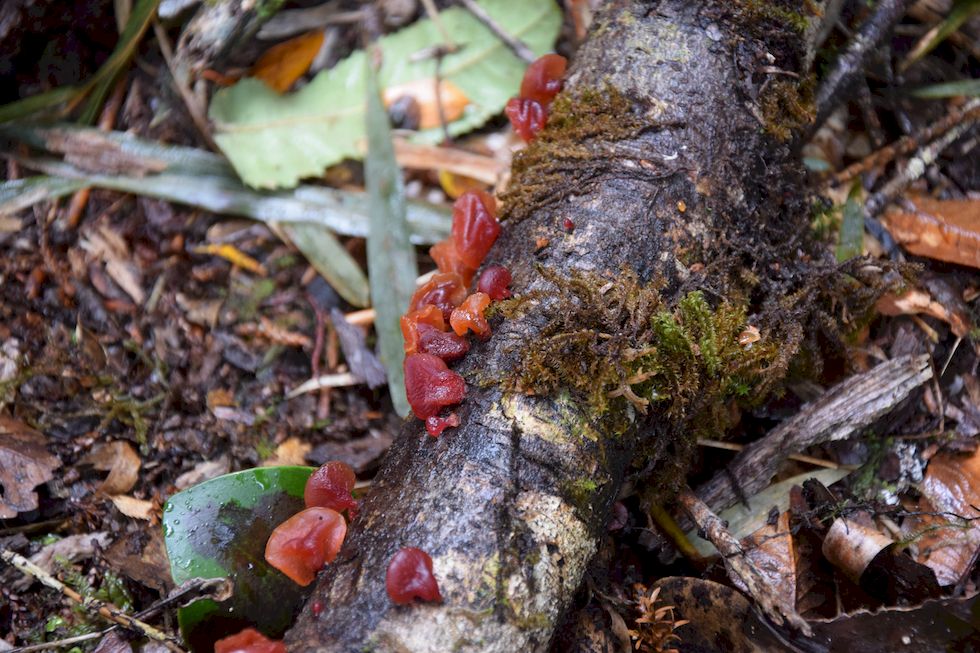 u128ap-0288-1-Lahuen-Nadi-Hongos-15-11-m.jpg