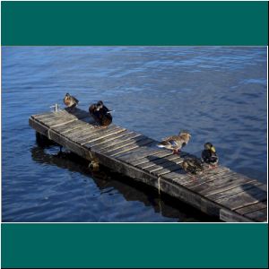 Puerto Varas, Enten an der Mole, 27.2.2022