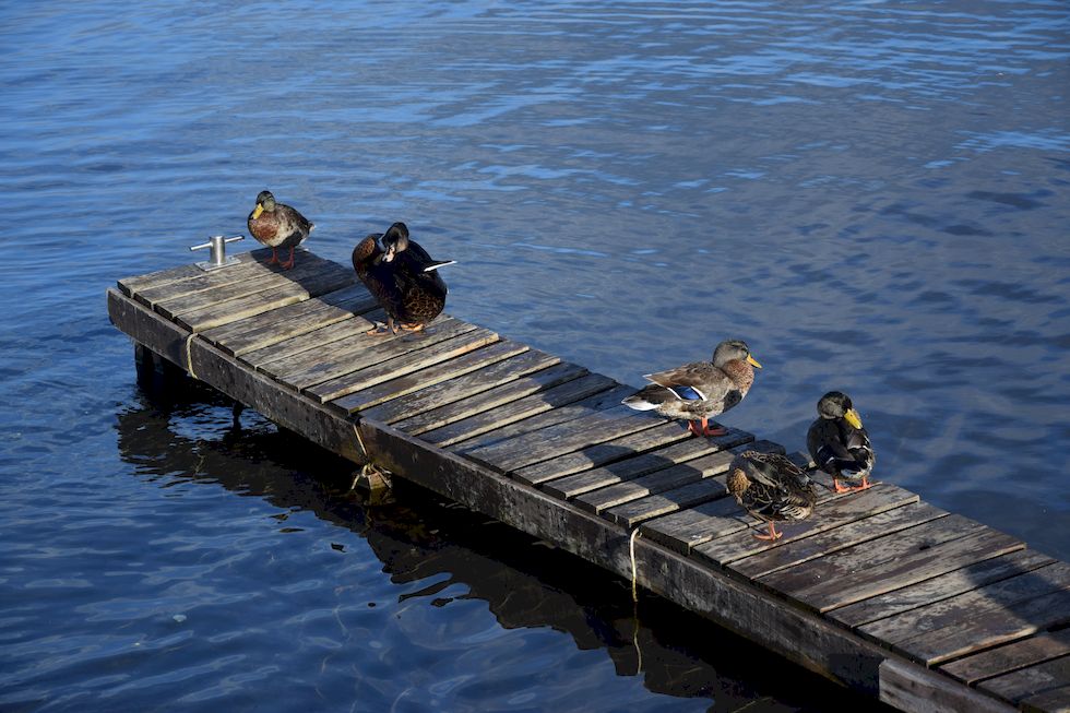 w105ap-0635-1-Puerto-Varas-Mole-Enten-27-2-m.jpg