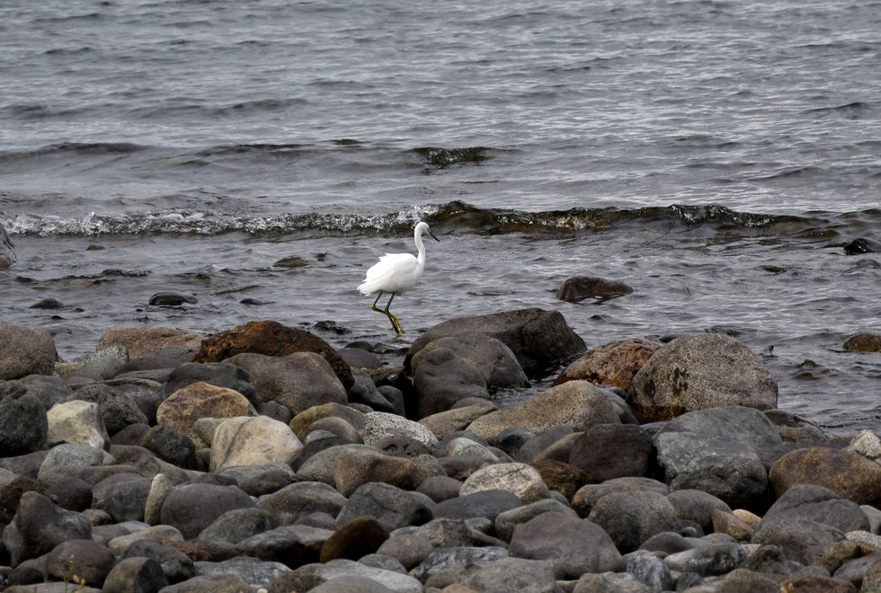 x008ap-0677-1-Puerto-Varas-Reiher-7-3-m.jpg