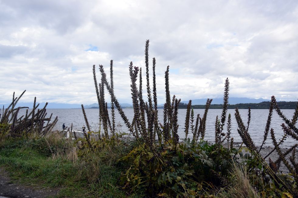 x009ap-0680-1-Puerto-Varas-Baerenklau-7-3-m.jpg