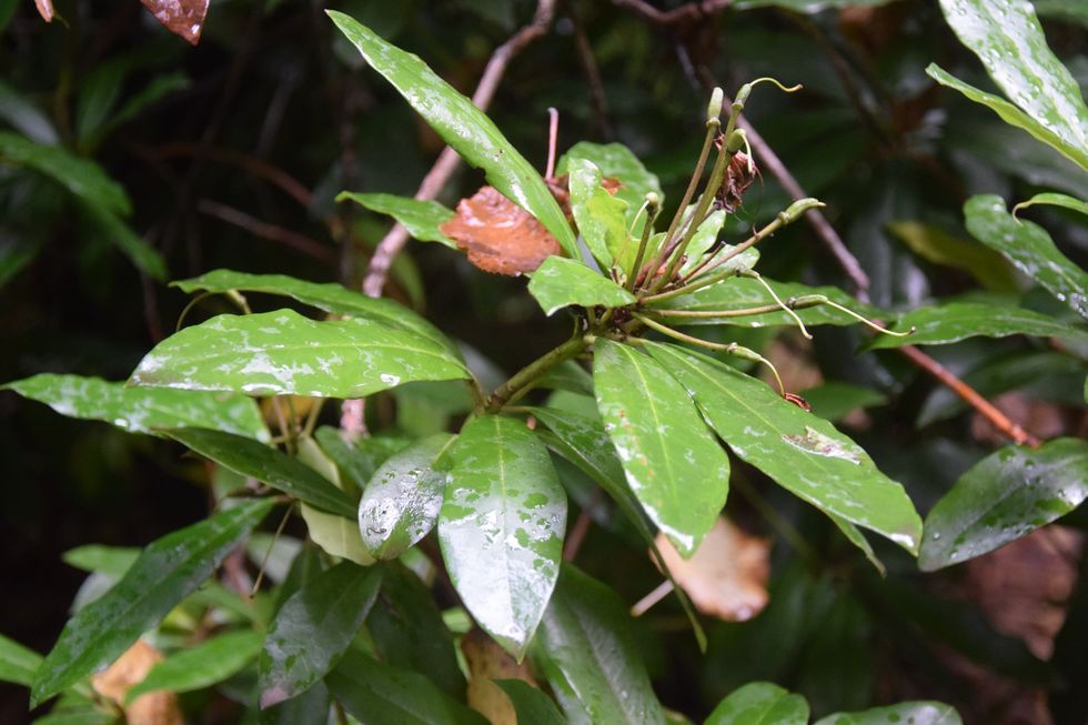 x012ap-0690-1-Puerto-Varas-C-Philippi-Rhododendron-8-3-m.jpg