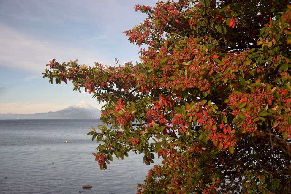 x051ap-0989-1-Puerto-Varas-Cotoneaster-31-3-m.jpg