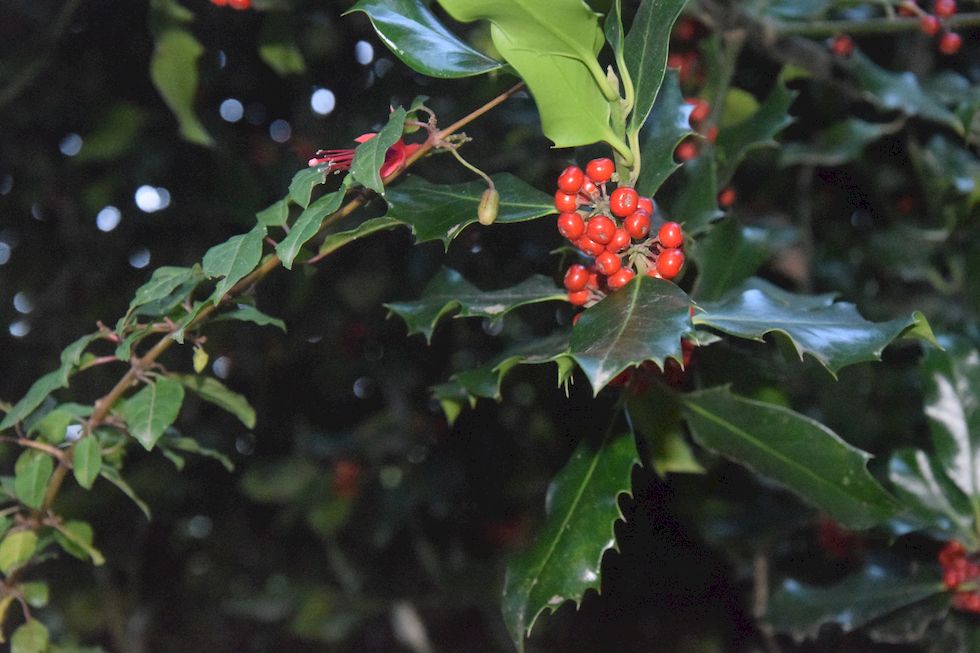 x068ap-0066-1-Puerto-Varas-Cerro-Philippi-Ilex-aquifolium-13-4-m.jpg