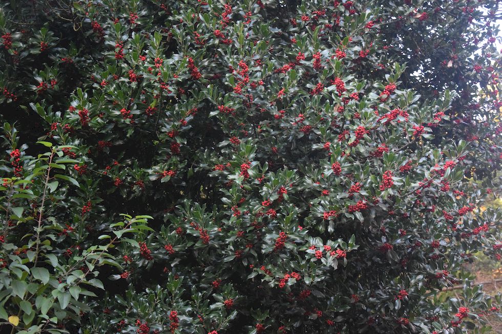 x069ap-0067-1-Puerto-Varas-Cerro-Philippi-Ilex-aquifolium-13-4-m.jpg