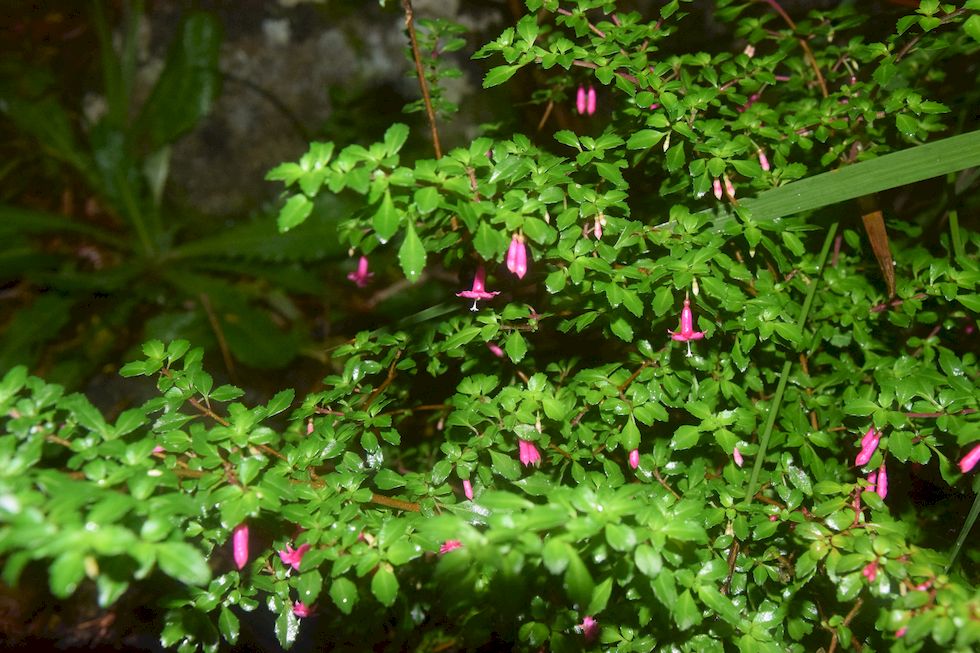 x085ap-0130-1-Puerto-Varas-Cerro-Philippi-Escallonia-rubra-19-4-m.jpg