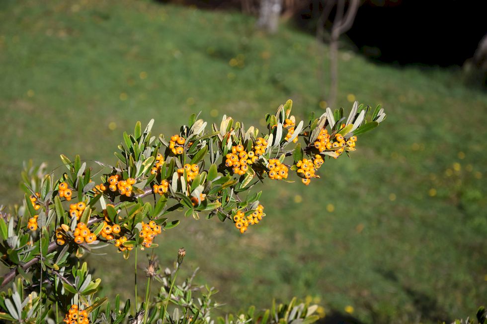 y023ap-0299-1-Puerto-Varas-Cerro-Philippi-Feuerdorn-15-5-m.jpg