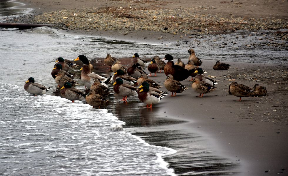 y030ap-0321-1-Puerto-Varas-Mole-Enten-19-5-m.jpg