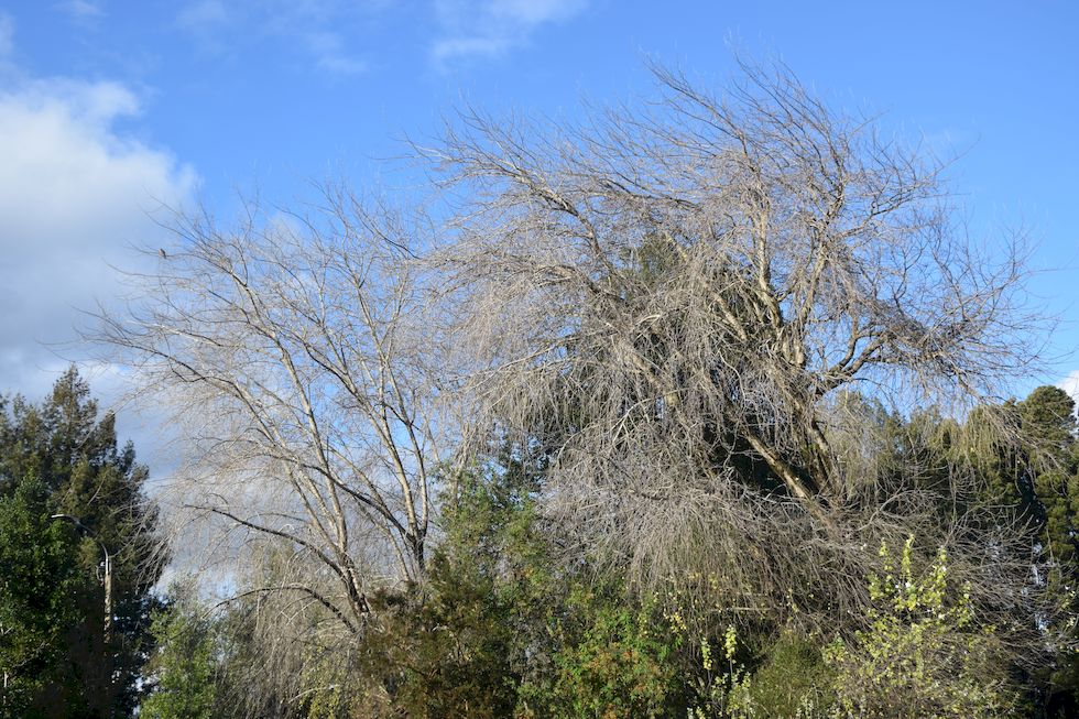 y056ap-0448-1-Puerto-Varas-Cerro-Philippi-Silberpappel-7-6-m.jpg