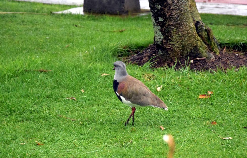 y074ap-0532-1-Puerto-Varas-Mole-Treile-18-6-m.jpg