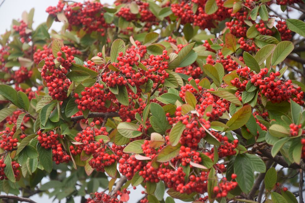 y078ap-0542-1-Puerto-Varas-Costanera-Cotoneaster-19-6-m.jpg