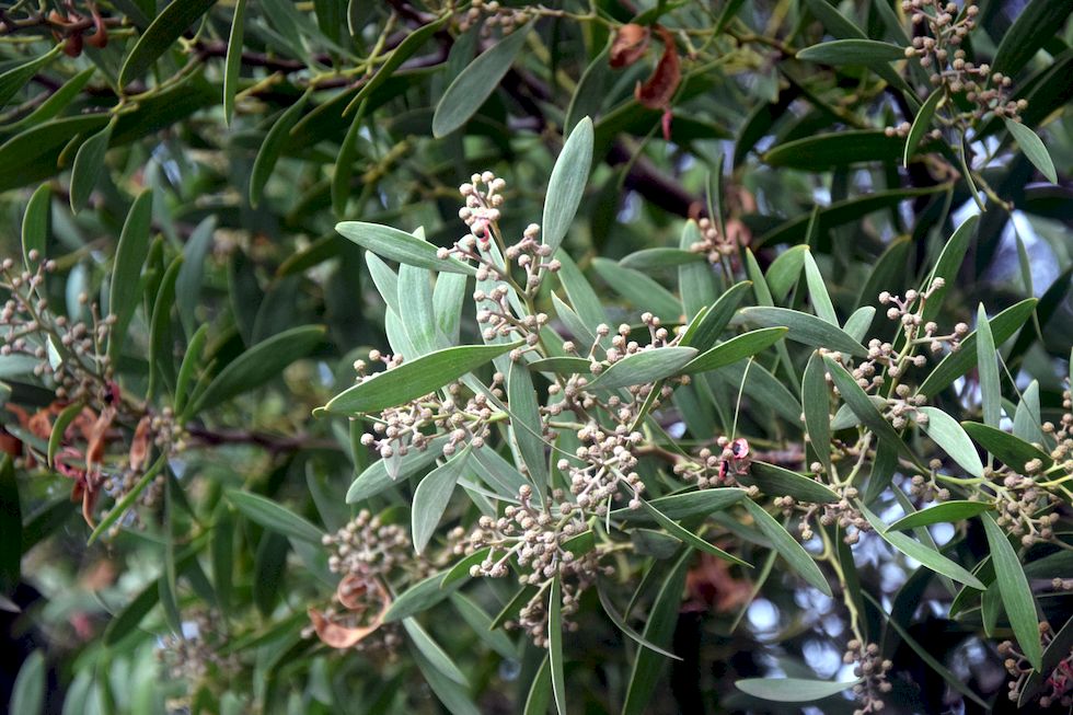 y080ap-0551-1-Puerto-Varas-Costanera-Acacia-19-6-m.jpg