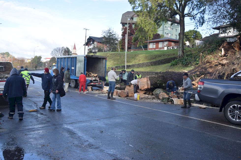 z011ap-0645-1-Puerto-Varas-Costanera-Baumsturz-6-7-m.jpg