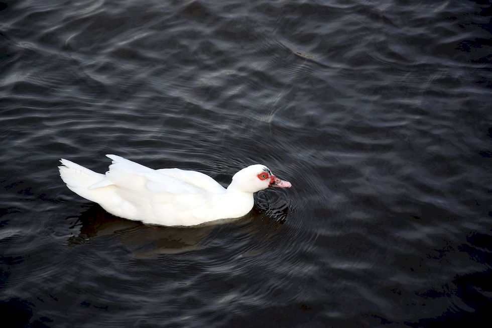 z068ap-0918-1-Puerto-Varas-Pato-Criollo-Blanco-13-8-m.jpg