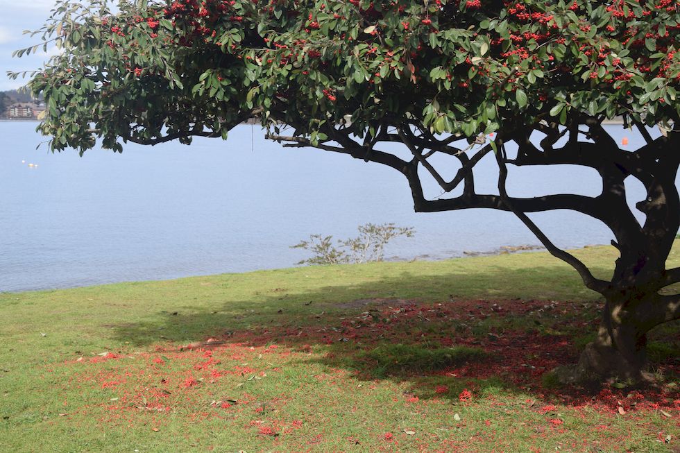 A019ap-0124-1-Puerto-Varas-Cotoneaster-12-9-m.jpg