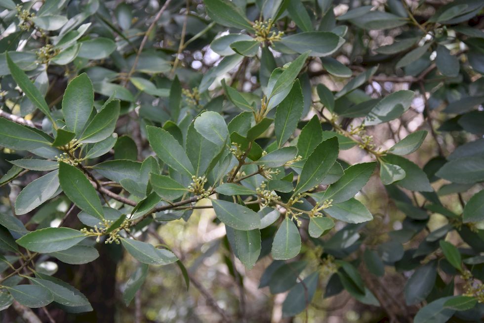 A043ap-0233-1-Puerto-Varas-Cerro-Philippi-26-9-m.jpg