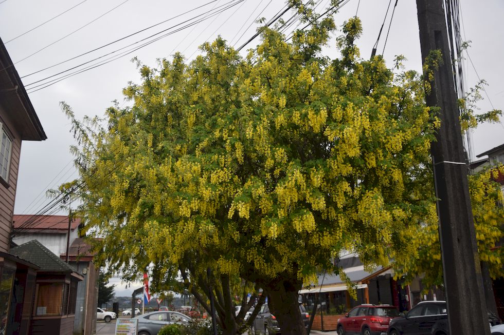 A086ap-0444-1-Puerto-Varas-Lluvia-de-Oro-23-10-m.jpg