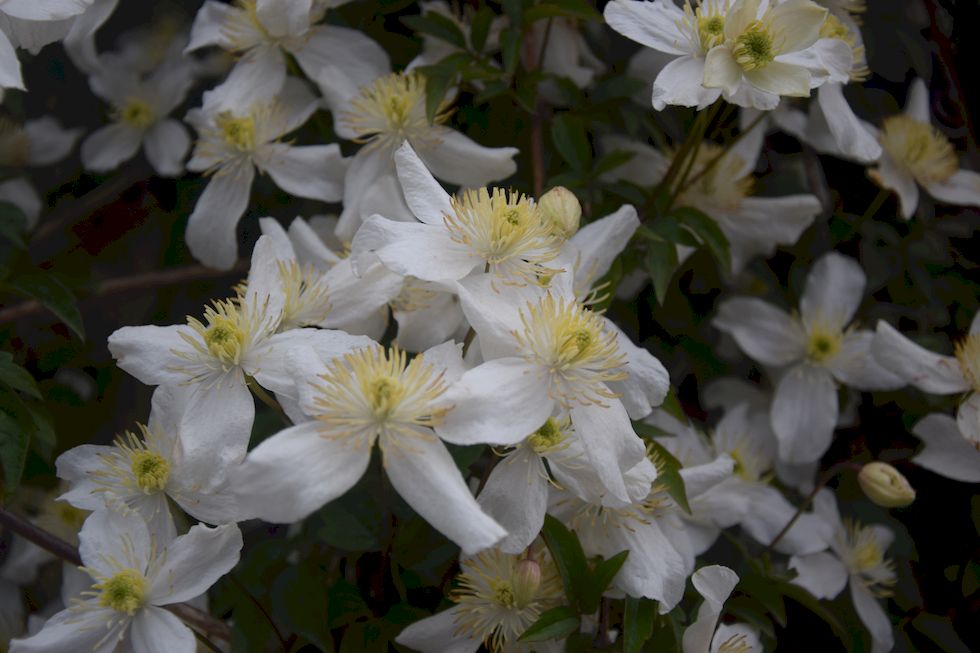 A092ap-0460-1-Puerto-Varas-unbek-Blume-25-10-m.jpg