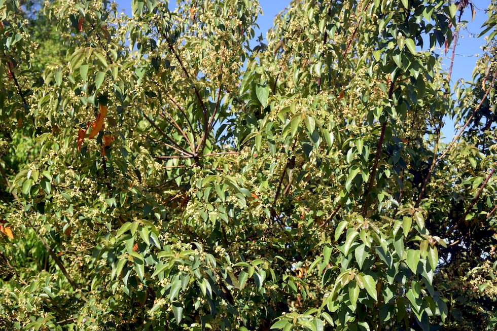 B004ap-0569-1-Puerto-Varas-Costanera-Acacia-azul-3-11-m.jpg