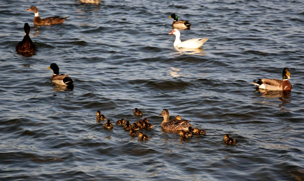 B015ap-0786-1-Puerto-Varas-Mole-Patos-6-11-m.jpg