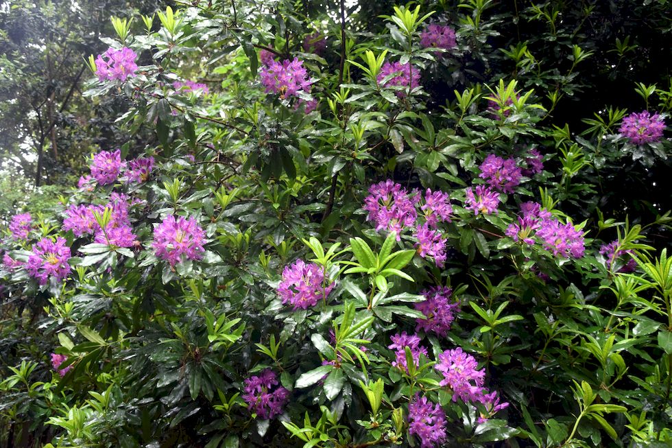 B027ap-0824-1-Puerto-Varas-Cerro-Philippi-Rhododendron-15-11-m.jpg