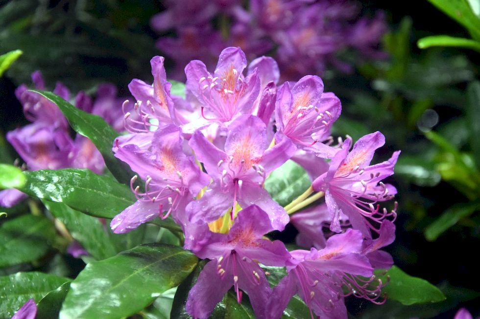 B028ap-0825-1-Puerto-Varas-Cerro-Philippi-Rhododendron-15-11-m.jpg