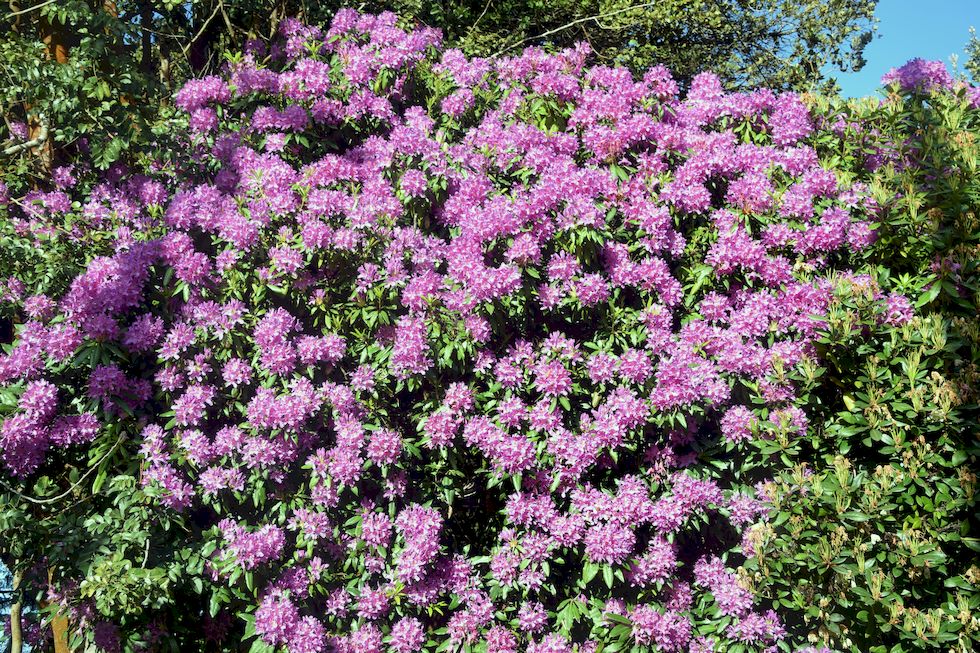 B036ap-0856-1-Puerto-Varas-Cerro-Philippi-Rhododendron-19-11-m.jpg