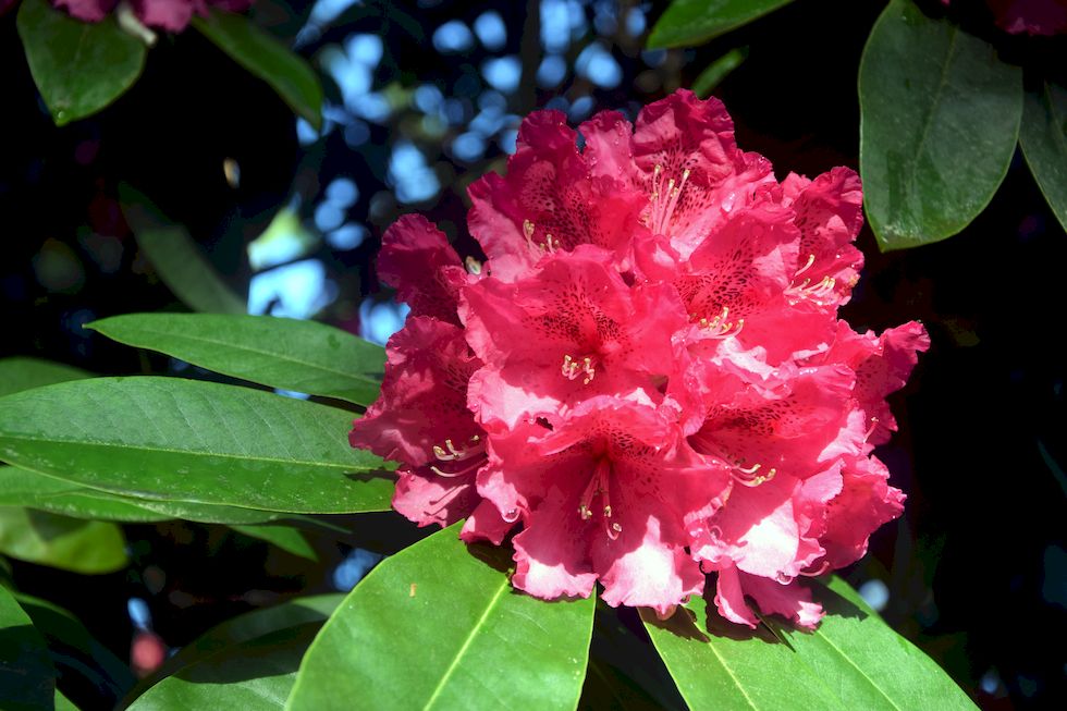 B037ap-0860-1-Puerto-Varas-Cerro-Philippi-Rhododendron-19-11-m.jpg