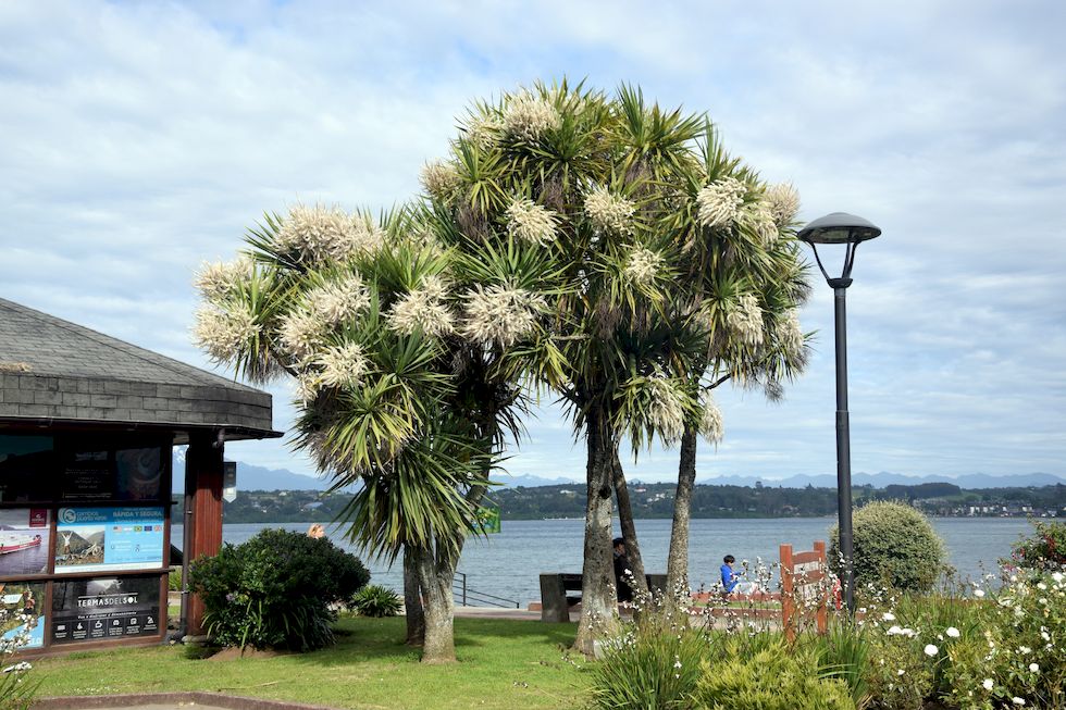 B052ap-0938-1-Puerto-Varas-Mole-Palmeras-1-12-m.jpg