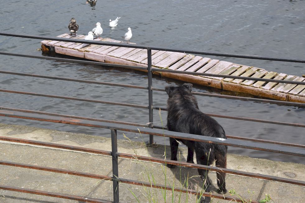 B061ap-0964-1-Puerto-Varas-Mole-Enten-Hund-5-12-m.jpg