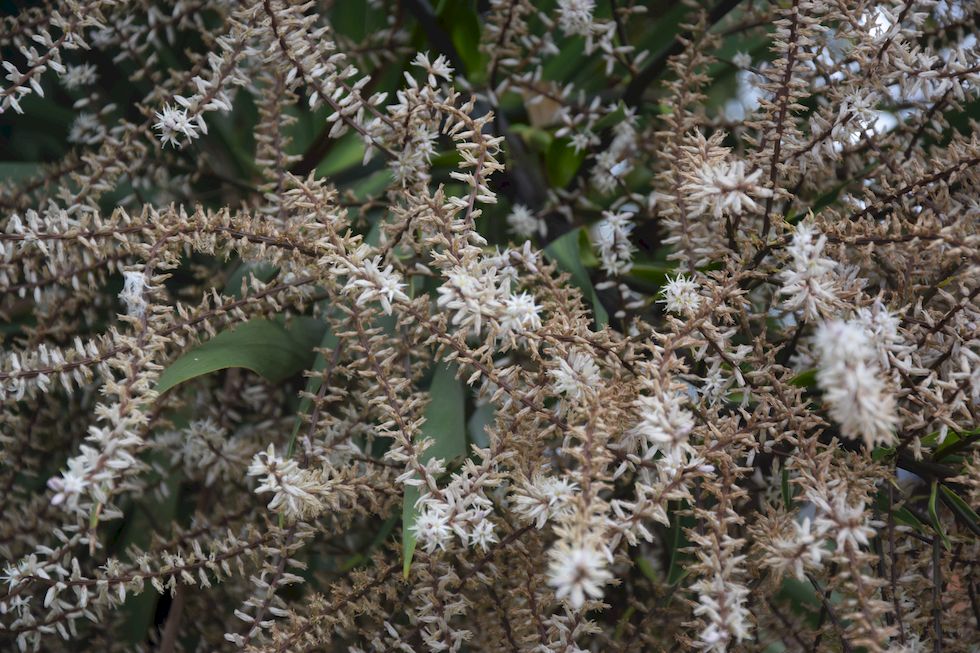 B073ap-1020-1-Puerto-Varas-Palmera-Blueten-13-12-m.jpg