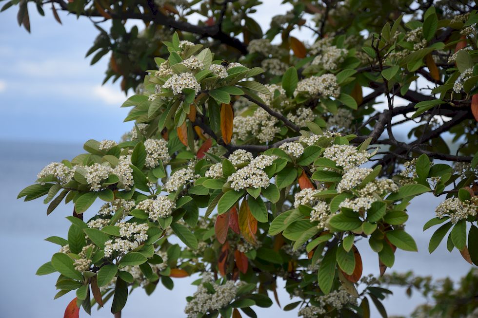 B081ap-1050-1-Puerto-Varas-Cotoneaster-17-12-m.jpg