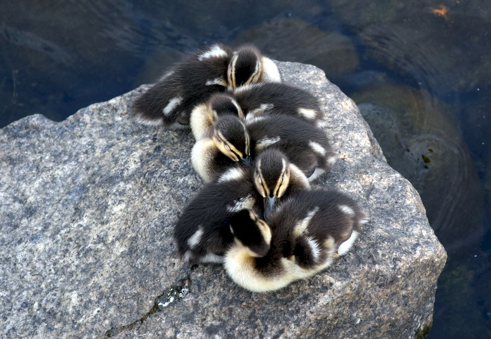 C032-0300-1-Puerto-Varas-Patos-Bebes-19-1-m.jpg