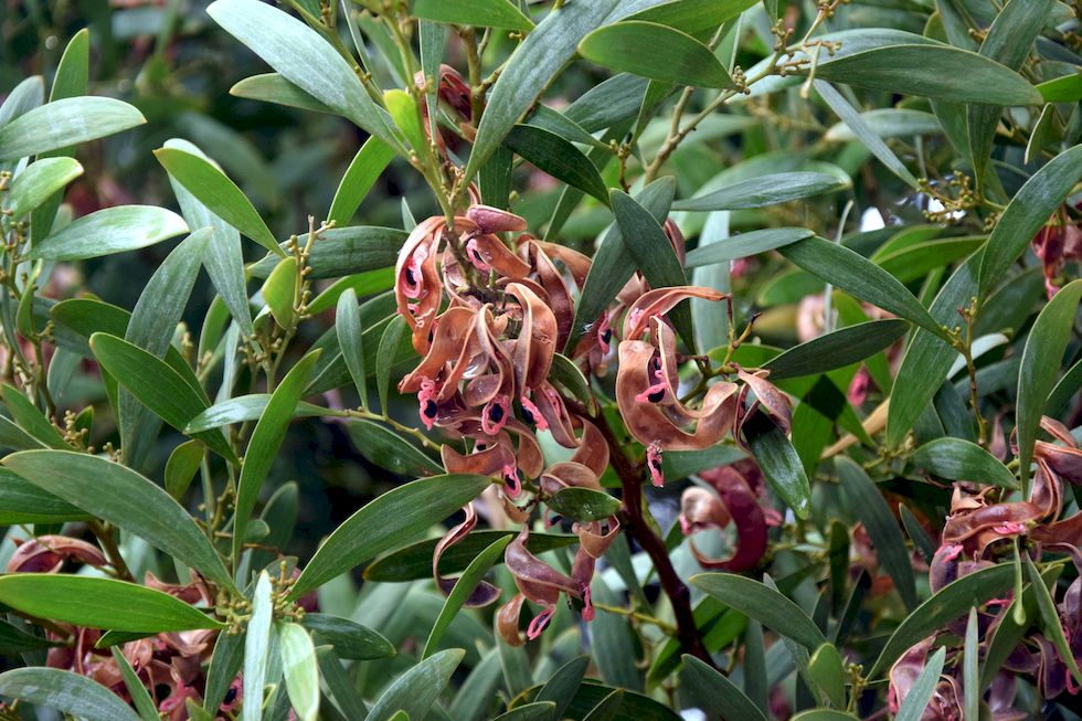 C077-0488-1-Puerto-Varas-Acacia-saligna-9-2-m.jpg