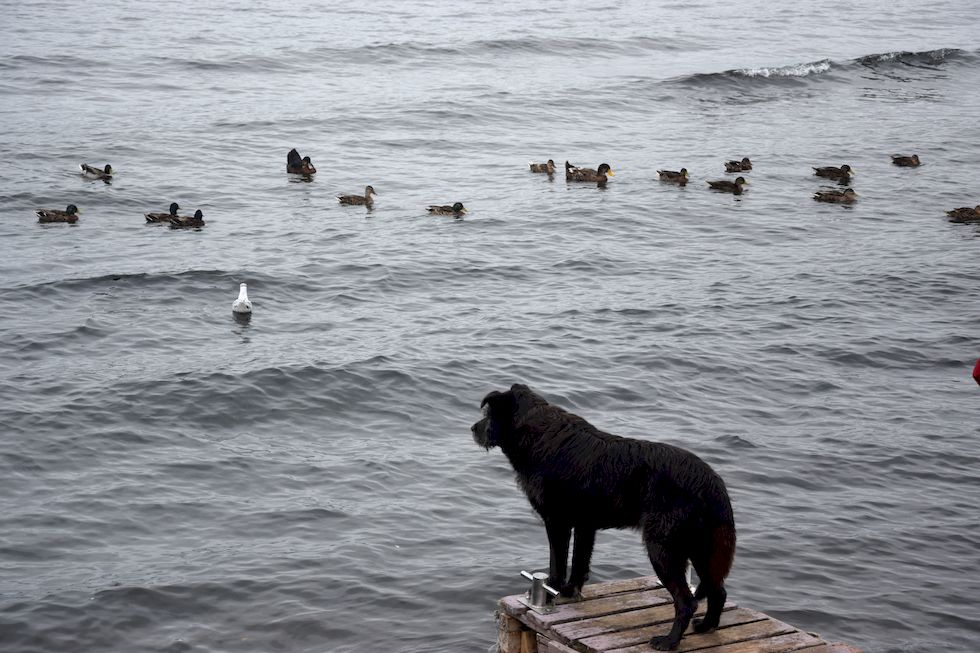 C088-0528-1-Puerto-Varas-Mole-Hund-Enten-14-2-m.jpg