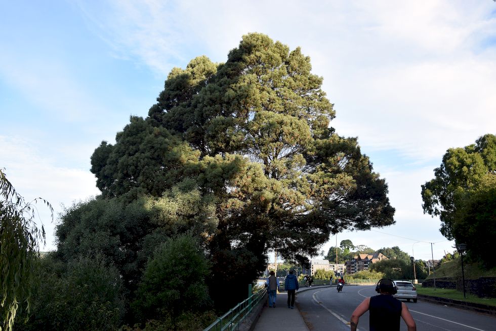 C100-0568-1-Puerto-Varas-Acacia-saligna-18-2-m.jpg