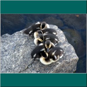 Puerto Varas, Entenbabys, 19.1.23