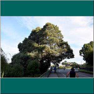 Puerto Varas, Acacia saligna, 18.2.23