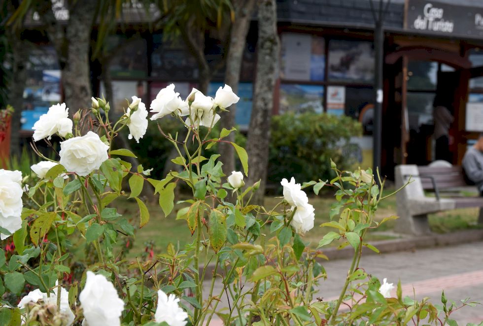 D010-0679-1-Puerto-Varas-Mole-Rosas-blancas-7-3-m.jpg